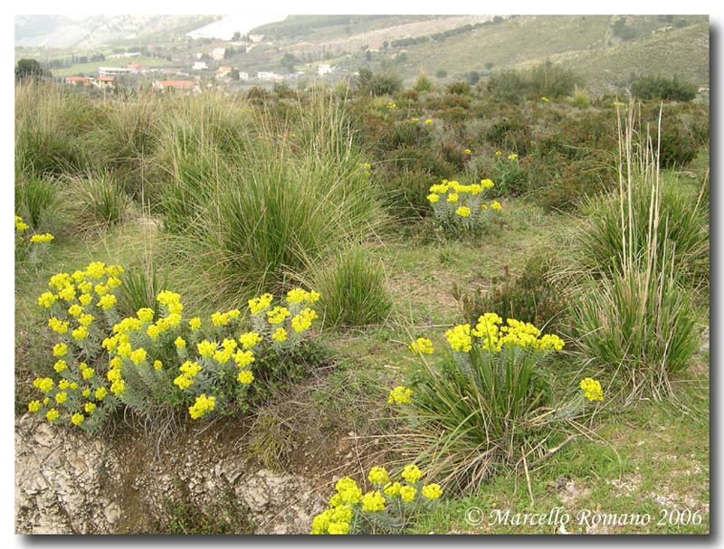 Bruchi fra l''erica, terza e ultima parte: Zygaena oxytropis